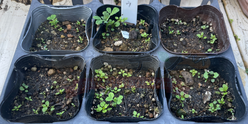 スナップエンドウの種をポットに６つまき、３つが発芽している状態