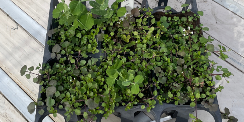 寒さのせいか、発芽から２カ月近く経っても成長がゆっくりなスナップエンドウ