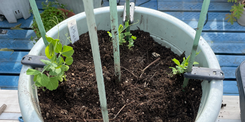 スナップエンドウの苗をプランターへ定植した直後