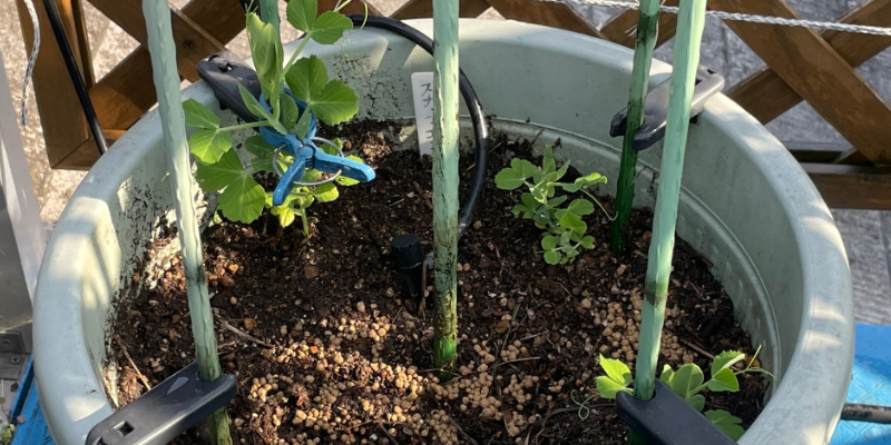 定植から４日後のスナップエンドウ