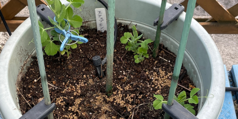 プランターへの定植から１週間後のスナップエンドウ