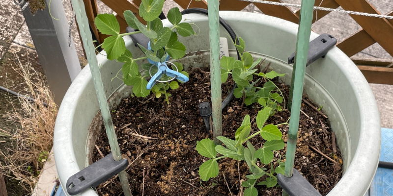 プランターへの定植から１か月後のスナップエンドウ