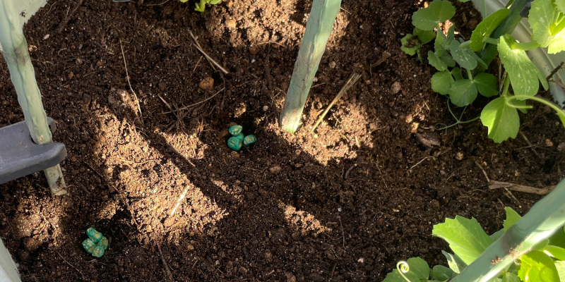 スナップエンドウの春まきの種まきの様子