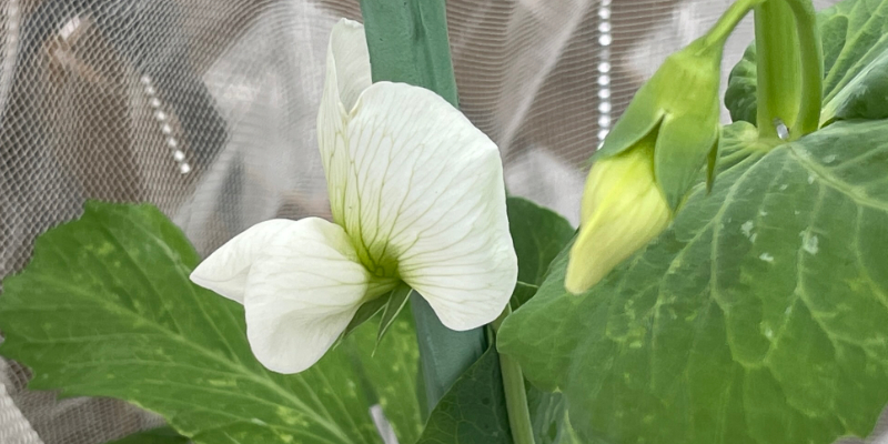 スナップエンドウの秋まき陣営が開花した様子