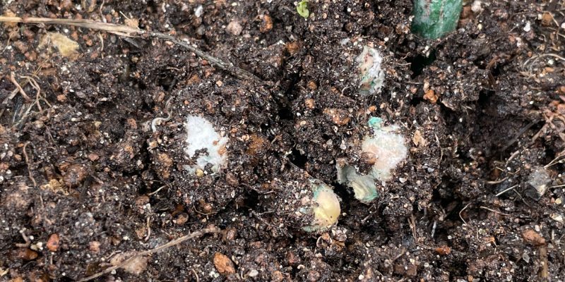 土の中でカビて腐ってしまったスナップエンドウの種