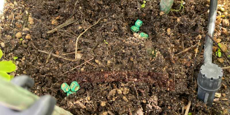春まき部隊の第二陣