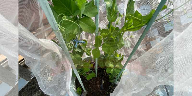 秋まき部隊にかなり遅れをとっている春まき部隊