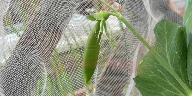 スナップエンドウの実がつき始めたころ