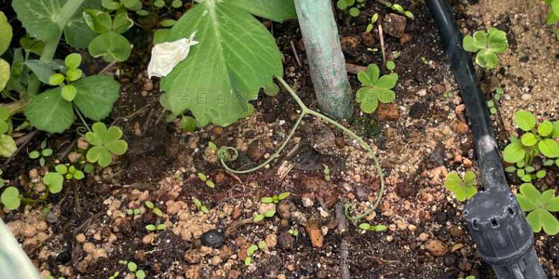 スナップエンドウの種をまいたのに全然発芽していないプランターの様子