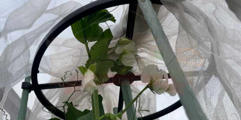 支柱のてっぺんまで伸びたスナップエンドウ