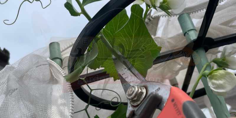 支柱の先端まで伸びたので、成長点を摘芯しているスナップエンドウ