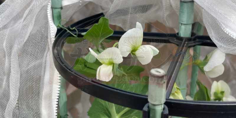 成長点をカットしたスナップエンドウ