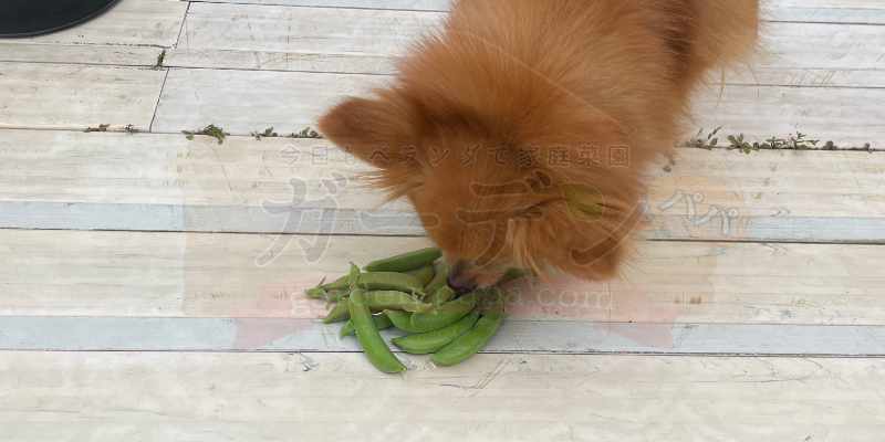 収穫したてのスナップエンドウの匂いを嗅ぐ愛犬