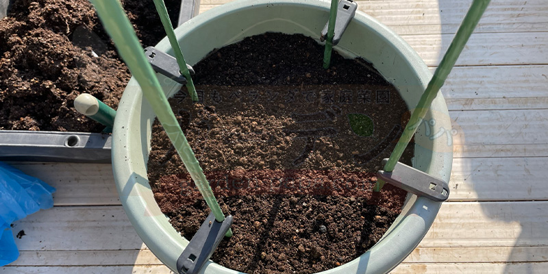 【プランター栽培】スナップエンドウを11月から育ててみた!種まき〜大豊作、そしてGWのうどんこ病まで 支柱を4本立てた丸型プランター