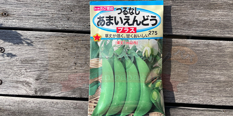 【プランター栽培】スナップエンドウを11月から育ててみた!種まき〜大豊作、そしてGWのうどんこ病まで トーホク育成のつるなしあまいえんどうプラス