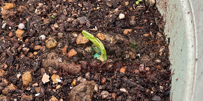 【プランター栽培】スナップエンドウを11月から育ててみた!種まき〜大豊作、そしてGWのうどんこ病まで 発芽間もないスナップエンドウの苗