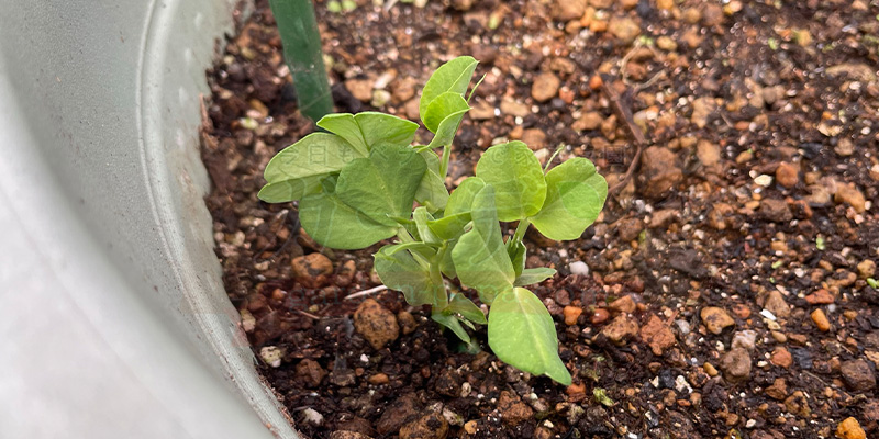 【プランター栽培】スナップエンドウを11月から育ててみた!種まき〜大豊作、そしてGWのうどんこ病まで 種をまいてから3週間たったスナップエンドウ