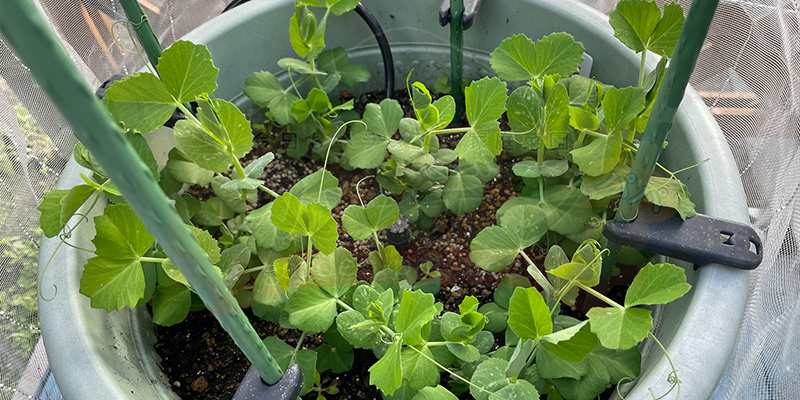 【プランター栽培】スナップエンドウを11月から育ててみた!種まき〜大豊作、そしてGWのうどんこ病まで 種まきから2カ月経ったスナップエンドウ