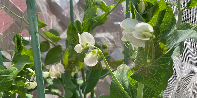 【プランター栽培】スナップエンドウを11月から育ててみた!種まき〜大豊作、そしてGWのうどんこ病まで 3月に入り花を咲かせたスナップエンドウ