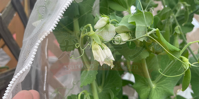 【プランター栽培】スナップエンドウを11月から育ててみた!種まき〜大豊作、そしてGWのうどんこ病まで 実がつきだしたスナップエンドウ