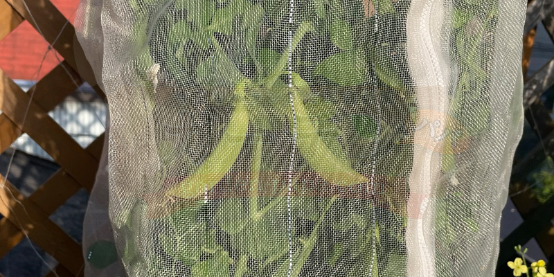 【プランター栽培】スナップエンドウを11月から育ててみた!種まき〜大豊作、そしてGWのうどんこ病まで スナップエンドウの収穫が始まります。