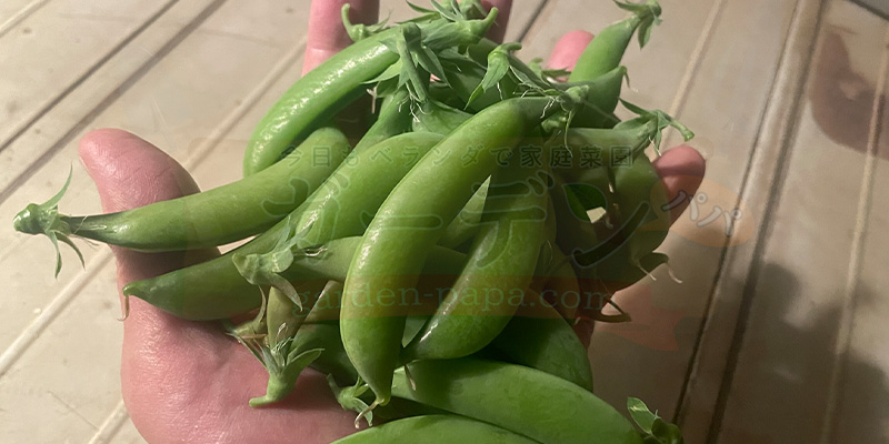 【プランター栽培】スナップエンドウを11月から育ててみた!種まき〜大豊作、そしてGWのうどんこ病まで たくさん収穫できたスナップエンドウ