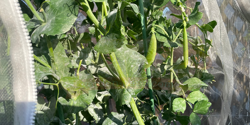 【プランター栽培】スナップエンドウを11月から育ててみた!種まき〜大豊作、そしてGWのうどんこ病まで スナップエンドウの葉に白い粉のようなものが…これが噂のうどん粉病