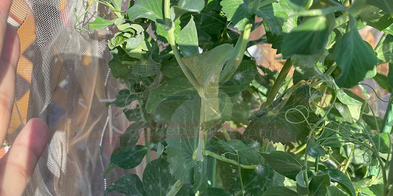 【プランター栽培】スナップエンドウを11月から育ててみた!種まき〜大豊作、そしてGWのうどんこ病まで うどん粉病対策にスプレーをした翌日