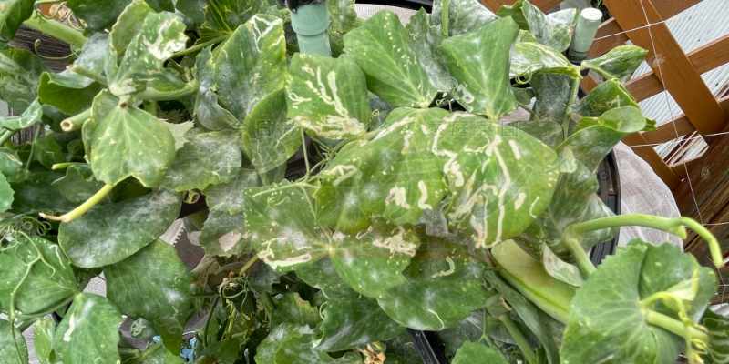 【プランター栽培】スナップエンドウを11月から育ててみた!種まき〜大豊作、そしてGWのうどんこ病まで うどん粉病と青虫被害に合っているスナップエンドウ