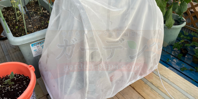 【実録】スティックセニョールのプランター栽培!夏植えで虫害なしの大収穫 スティックセニョールのプランターに防虫ネットをかけている様子