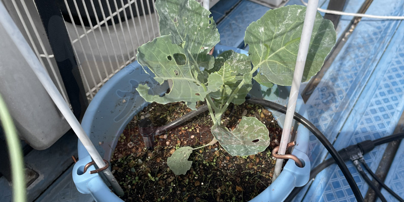 青虫に葉っぱを食い荒らされているスティックセニョールの様子