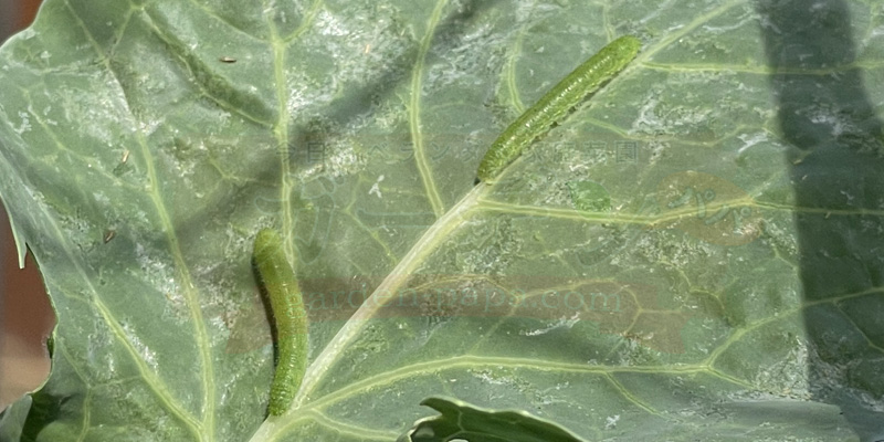 スティックセニョールの葉の表面に青虫が這っている様子