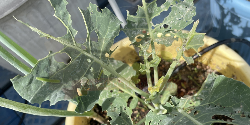 青虫に食い荒らされて茎だけになったスティックセニョール