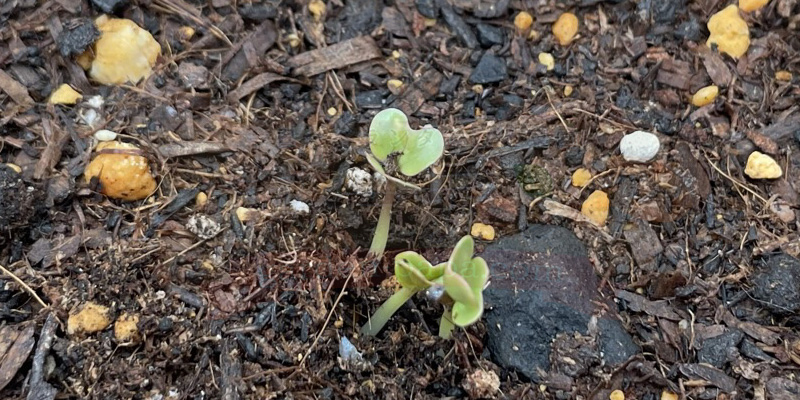 【実録】スティックセニョールのプランター栽培!夏植えで虫害なしの大収穫 スティックセニョール発芽の様子