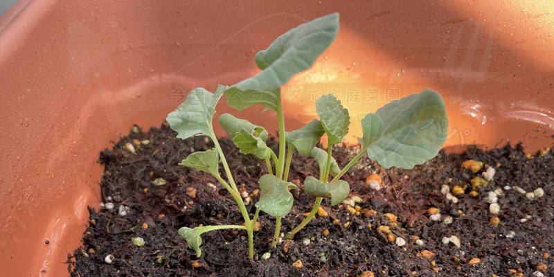 【実録】スティックセニョールのプランター栽培!夏植えで虫害なしの大収穫 スティックセニョールの発芽後、数日かけて大きくなった時の様子