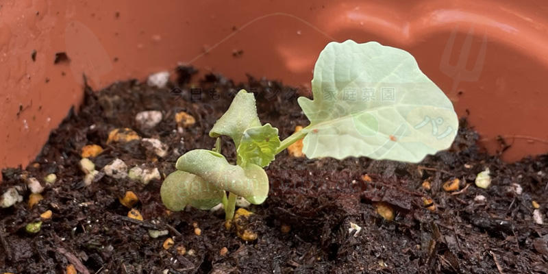 【実録】スティックセニョールのプランター栽培!夏植えで虫害なしの大収穫 スティックセニョールの苗を間引きした後の様子