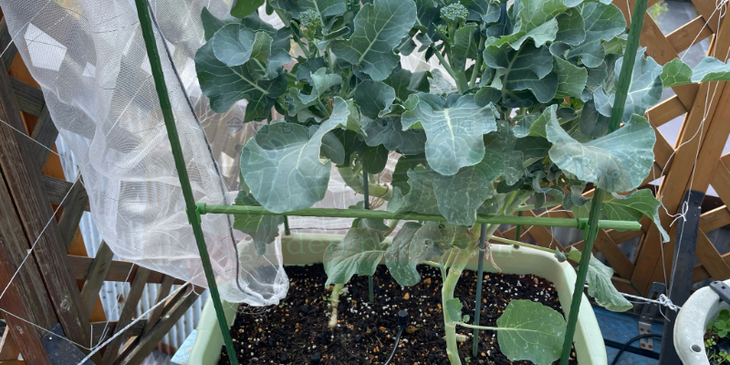 【実録】スティックセニョールのプランター栽培!夏植えで虫害なしの大収穫 11月になり大きくなったので深くて大きなプランターへ引っ越しをしたスティックセニョール