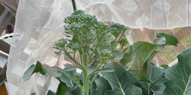 【実録】スティックセニョールのプランター栽培!夏植えで虫害なしの大収穫 中心に立派なつぼみ(頂花蕾:ちょうからい)ができたスティックセニョールの様子