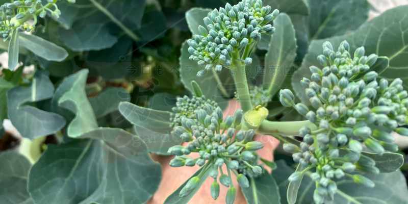 【実録】スティックセニョールのプランター栽培!夏植えで虫害なしの大収穫 次々と脇芽が出てくるスティックセニョール