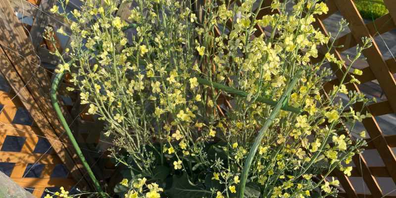 【実録】スティックセニョールのプランター栽培!夏植えで虫害なしの大収穫 最後は綺麗な花が咲いてスティックセニョールの栽培は終了
