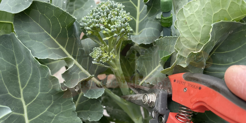 【実録】スティックセニョールのプランター栽培!夏植えで虫害なしの大収穫 スティックセニョールを収穫している様子