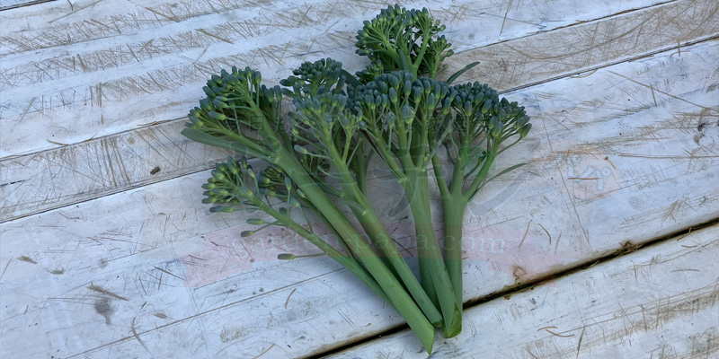 【実録】スティックセニョールのプランター栽培!夏植えで虫害なしの大収穫 収穫したスティックセニョールの様子