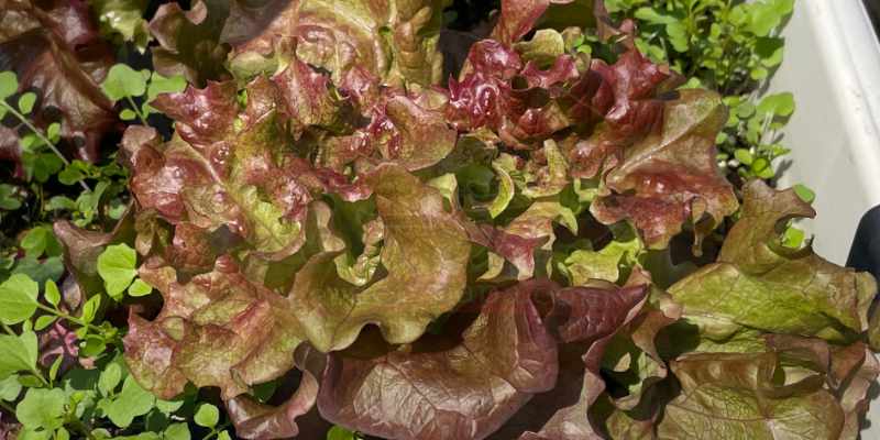 【サニーレタス】古い種は発芽しない!? 春のプランター栽培は苗の定植からリベンジスタート 密集してきたサニーレタスの状態