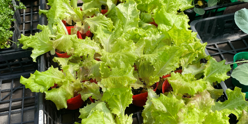 【サニーレタス】古い種は発芽しない!? 春のプランター栽培は苗の定植からリベンジスタート サニーレタスの苗はホームセンターで購入してきました。