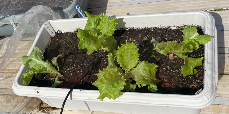 【サニーレタス】古い種は発芽しない!? 春のプランター栽培は苗の定植からリベンジスタート プランターに定植したサニーレタスの苗