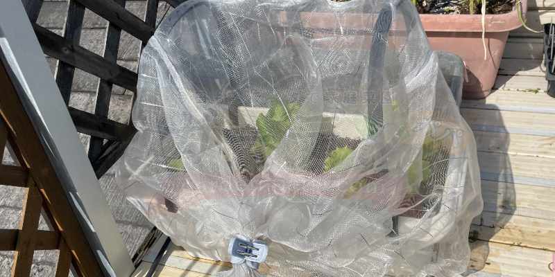 【サニーレタス】古い種は発芽しない!? 春のプランター栽培は苗の定植からリベンジスタート サニーレタスの苗は定植したらすぐに防虫ネットをかけること