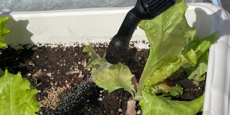 【サニーレタス】古い種は発芽しない!? 春のプランター栽培は苗の定植からリベンジスタート サニーレタスの苗と土に木酢液をスプレー