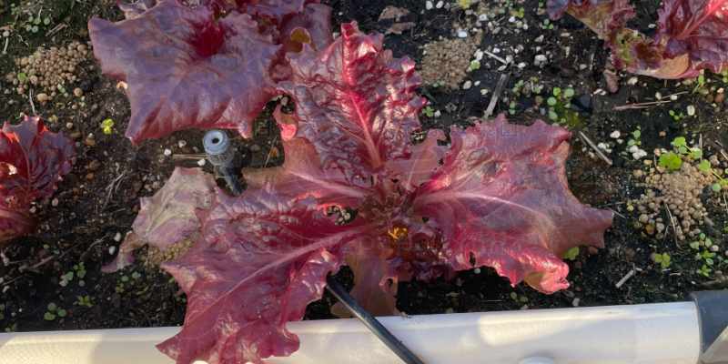 【サニーレタス】古い種は発芽しない!? 春のプランター栽培は苗の定植からリベンジスタート 真っ赤になったサニーレタス。プランターへの定植後わずか3日でこのような姿に