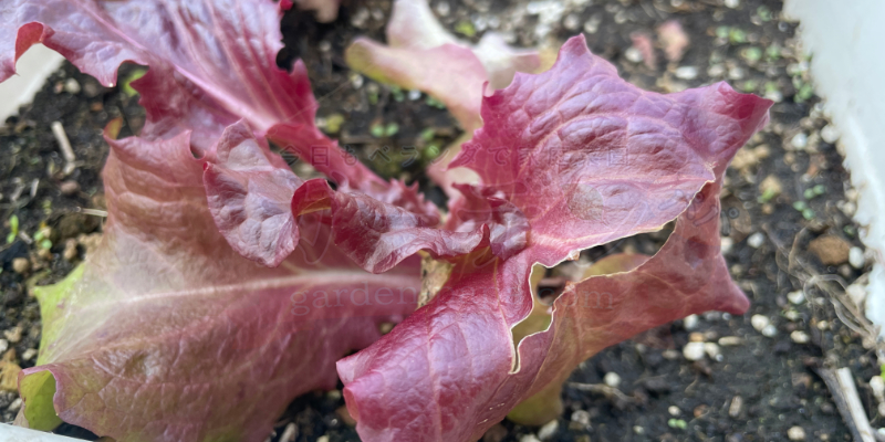 プランターに定植してから数日後、真っ赤になってしまったサニーレタス