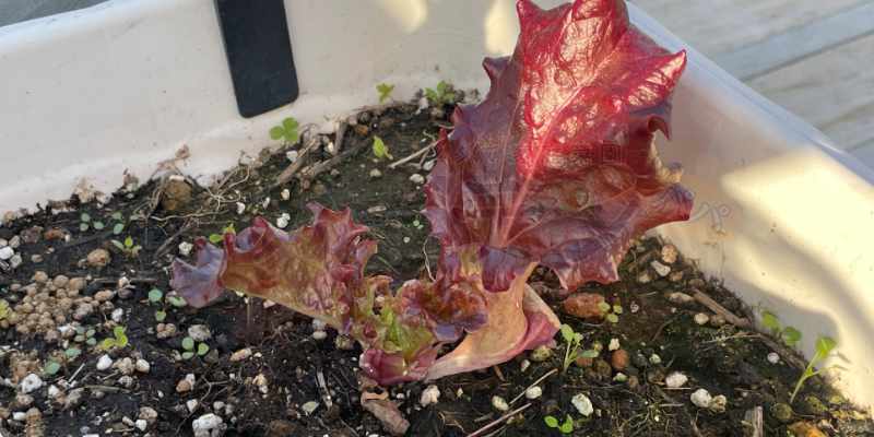 書き取り収穫をして、本葉が三枚残っているサニーレタス